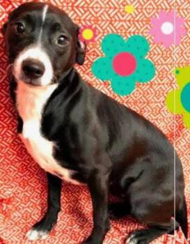 Labrador Retriever Dogs Available for Adoption in Sterling, Massachusetts - Pepsi 6 Months AVAIL 4/22 | PetCurious