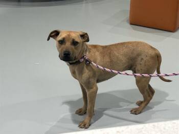 KATIA -  Black Mouth Cur Dog for Adoption in Ocala, Florida - KATIA | PetCurious
