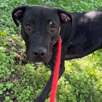 Nautilus -  Mixed Breed and Pit Bull Terrier Dog for Adoption in St. Peters, Missouri - Nautilus | PetCurious