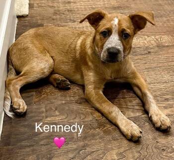 Rescue Australian Cattle Dog Blue Heeler Dogs for Adoption in Rockwall, Texas - Kennedy | PetCurious