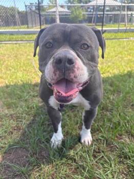 American Bulldog and Mixed Breed Dogs Available for Adoption in Palmetto, Florida - ODIN | PetCurious