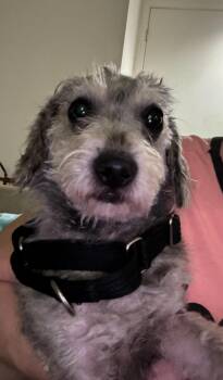 Rescue Miniature Poodle Dogs for Adoption in Los Angeles, California - Max | PetCurious
