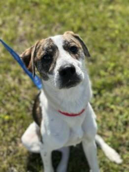Mixed Breed Dogs Available for Adoption in Fairfax, Virginia - Ella | PetCurious