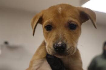Rescue Mixed Breed Dogs for Adoption in Columbia, South Carolina - SCREECH | PetCurious