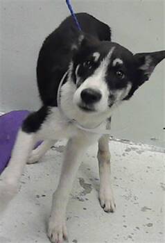 Husky and Mixed Breed Dogs Available for Adoption - ZACHARY | PetCurious