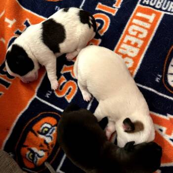 Mixed Breed Dogs Available for Adoption in Helena, Alabama - Maxwell | PetCurious