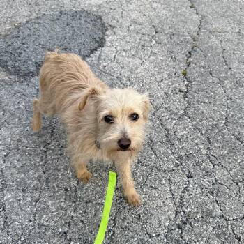 Astrid -  Terrier Dog for Adoption in Oak Park, Illinois - Astrid | PetCurious