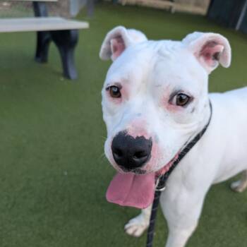 Dogo Argentino and Boxer Dogs Available for Adoption - Maverick | PetCurious