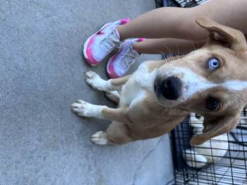 Husky Dogs Available for Adoption - Dolly 2026-138 | PetCurious