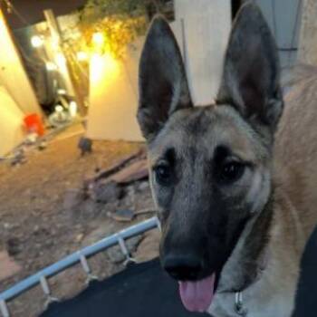 Gummy Bear -  Shepherd and Mixed Breed Dog for Adoption in Flagstaff, Arizona - Gummy Bear | PetCurious