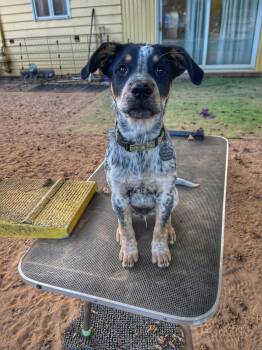 Jackson -  Australian Cattle Dog Blue Heeler Dog for Adoption in Philadelphia, Pennsylvania - Jackson | PetCurious
