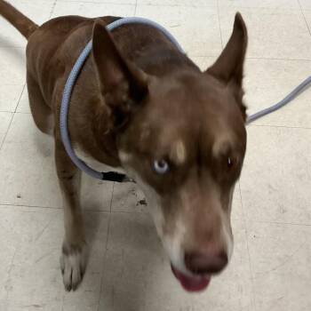 Husky and Cattle Dog Dogs Available for Adoption in Saint Joseph, Missouri - Sonia | PetCurious