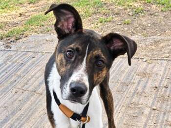 Barkley -  Mixed Breed Dog for Adoption in Georgetown, Texas - Barkley | PetCurious