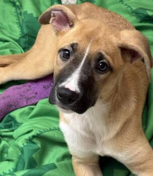 Rescue Shepherd Dogs for Adoption in Red Bluff, California - Toni | PetCurious