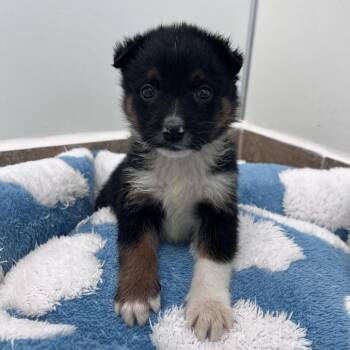 Jelly -  Australian Shepherd and Mixed Breed Dog Available for Adoption in Kanab, Utah - Jelly | PetCurious