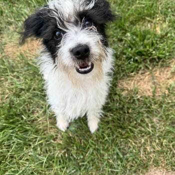 Kory -  Schnauzer and Terrier Dog for Adoption in Gainesville, Virginia - Kory | PetCurious