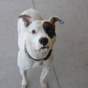Penelope -  Pit Bull Terrier and Mixed Breed Dog for Adoption in Evansville, Indiana - Penelope | PetCurious