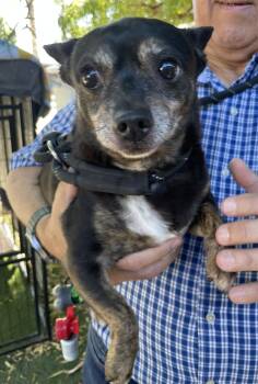 Rescue Chihuahua Dogs for Adoption in Canutillo, Texas - Paco | PetCurious
