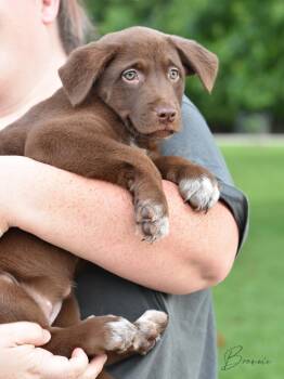 Labrador Retriever Dogs Available for Adoption in Conroe, Texas - Brownie | PetCurious