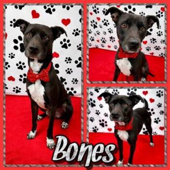 Bones -  Labrador Retriever and Mixed Breed Dog for Adoption in Seagoville, Texas - Bones | PetCurious