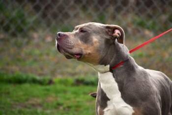 Wiggles 83-26 -  Pit Bull Terrier and Mixed Breed Dog for Adoption in Cumming, Georgia - Wiggles 83-26 | PetCurious