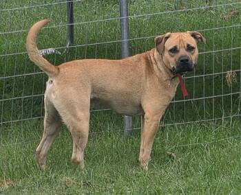 Remi -  Mixed Breed Dog for Adoption in Delhi, New York - Remi | PetCurious
