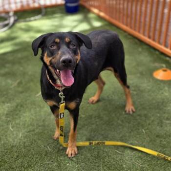 MIRANDA -  Rottweiler and Mixed Breed Dog for Adoption in Las Vegas, Nevada - MIRANDA | PetCurious