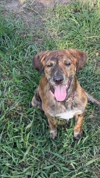 Mixed Breed Dogs Available for Adoption in Lakeland, Florida - Draftina | PetCurious