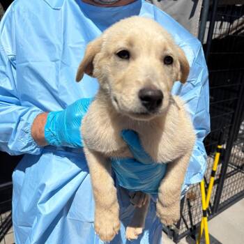 Gimbap -  Mixed Breed Dog for Adoption in Moab, Utah - Gimbap | PetCurious