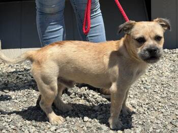 Optimus -  Terrier and Mixed Breed Dog for Adoption in Vacaville, California - Optimus | PetCurious
