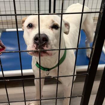 Master Chief -  Pit Bull Terrier Dog for Adoption in St. Louis, Missouri - Master Chief | PetCurious