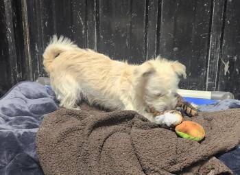 Terrier Dogs Available for Adoption - Dewey | PetCurious