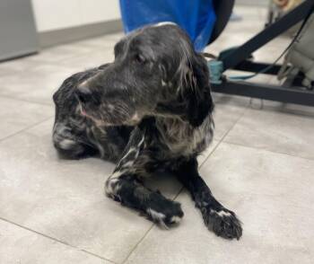 English Setter Dogs Available for Adoption in Chelsea, Michigan - Available For Adoption -  Grace (MI, USA) | PetCurious