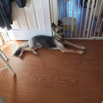 Shepherd Dogs Available for Adoption - Ivy | PetCurious