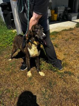 Jack "The Pumpkin King" -  Anatolian Shepherd Dog for Adoption in Gainesville, Virginia - Jack "The Pumpkin King" | PetCurious