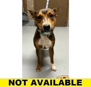 Rescue Mixed Breed Dogs for Adoption in Eugene, Oregon - Merry Go Round | PetCurious