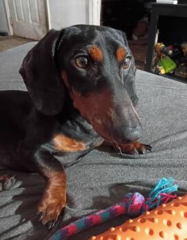 Oscar Meyer -  Dachshund and Mixed Breed Dog for Adoption in Corpus Christi, Texas - Oscar Meyer | PetCurious