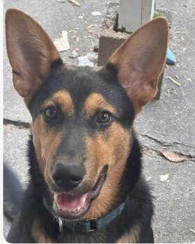 Blaize - Sweet and Joyful Puppy -  German Shepherd Dog and Belgian Shepherd Malinois Dog for Adoption in Houston, Texas - Blaize - Sweet And Joyful Puppy | PetCurious