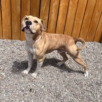 Truth -  Mixed Breed Dog for Adoption in Fairport, New York - Truth | PetCurious