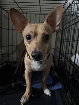Bullet -  Chihuahua Dog for Adoption in Middletown, Connecticut - Bullet | PetCurious
