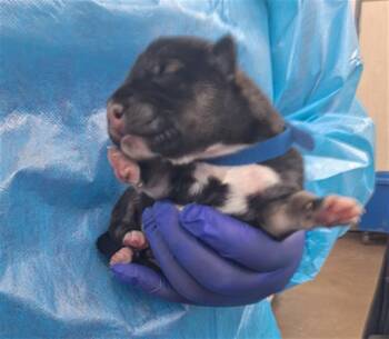 Mixed Breed Dogs Available for Adoption - SUNKIST | PetCurious