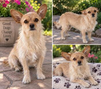 Mama Ginger -  Terrier Dog for Adoption in Dana Point, California - Mama Ginger | PetCurious