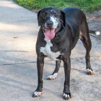 English Coonhound and Mixed Breed Dogs Available for Adoption in St. Louis, Missouri - RAUL | PetCurious