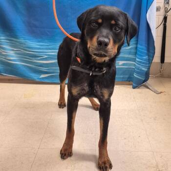 Chase -  Rottweiler Dog for Adoption in Lake Panasoffkee, Florida - Chase | PetCurious