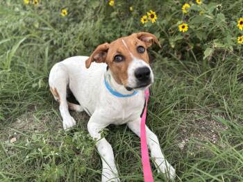 Coonhound and Great Pyrenees Dogs Available for Adoption - Ava | PetCurious