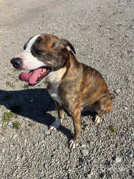 Denver -  Terrier Dog for Adoption in Ashland, Ohio - Denver | PetCurious