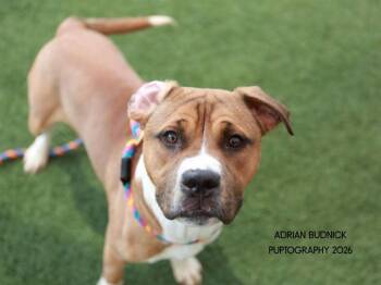 Raja -  Mixed Breed Dog for Adoption in Nashville, Tennessee - Raja | PetCurious
