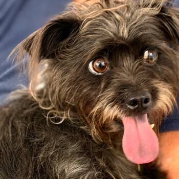 Gretta -  Terrier Dog for Adoption in Englewood, Florida - Gretta | PetCurious
