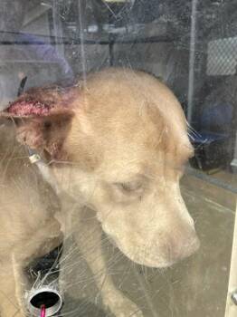 SASHA -  Mixed Breed Dog for Adoption in Dallas, Texas - SASHA | PetCurious