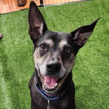 Rescue Black Mouth Cur and Catahoula Leopard Dog Dogs for Adoption in Austin, Texas - Tinka JuM* | PetCurious